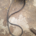 Timing belt